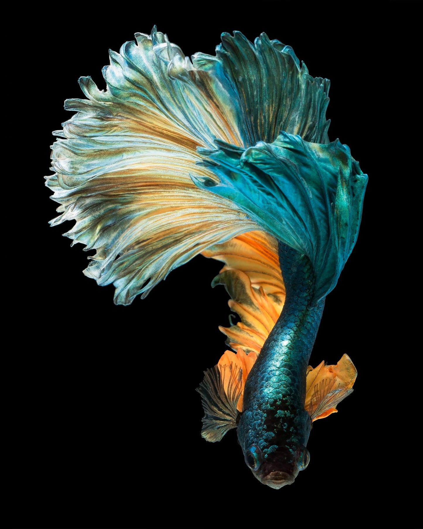 Fighter Fish Closeup Photograph Home Decor Premium Quality Poster Print Choose Your Sizes