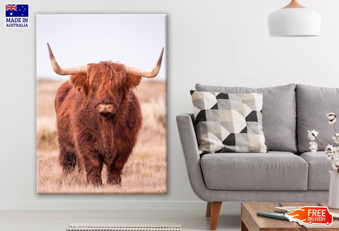Highland Cow in Grass Field Photograph Print 100% Australian Made