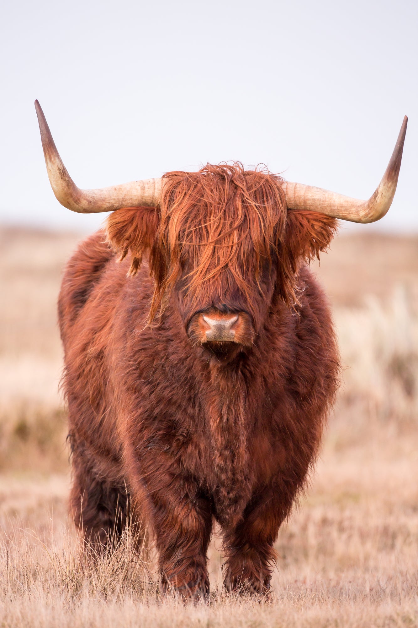 Highland Cow Closeup Photograph Home Decor Premium Quality Poster Print Choose Your Sizes