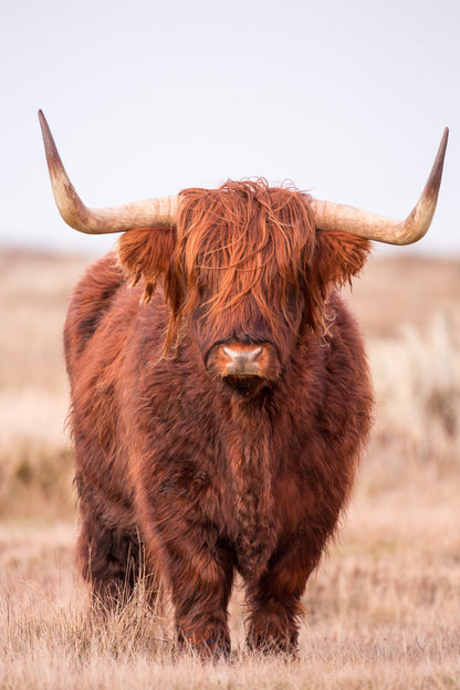 Highland Cow Closeup Photograph Home Decor Premium Quality Poster Print Choose Your Sizes