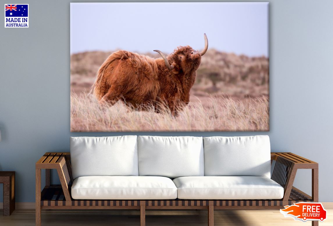 Highland Cow in Grass Field Photograph Print 100% Australian Made