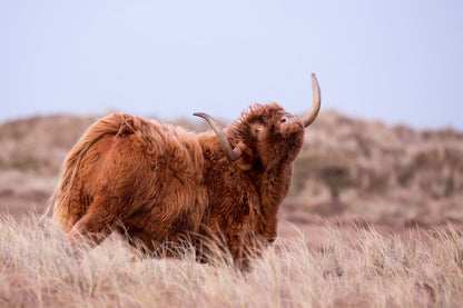 Highland Cow Closeup Photograph Home Decor Premium Quality Poster Print Choose Your Sizes