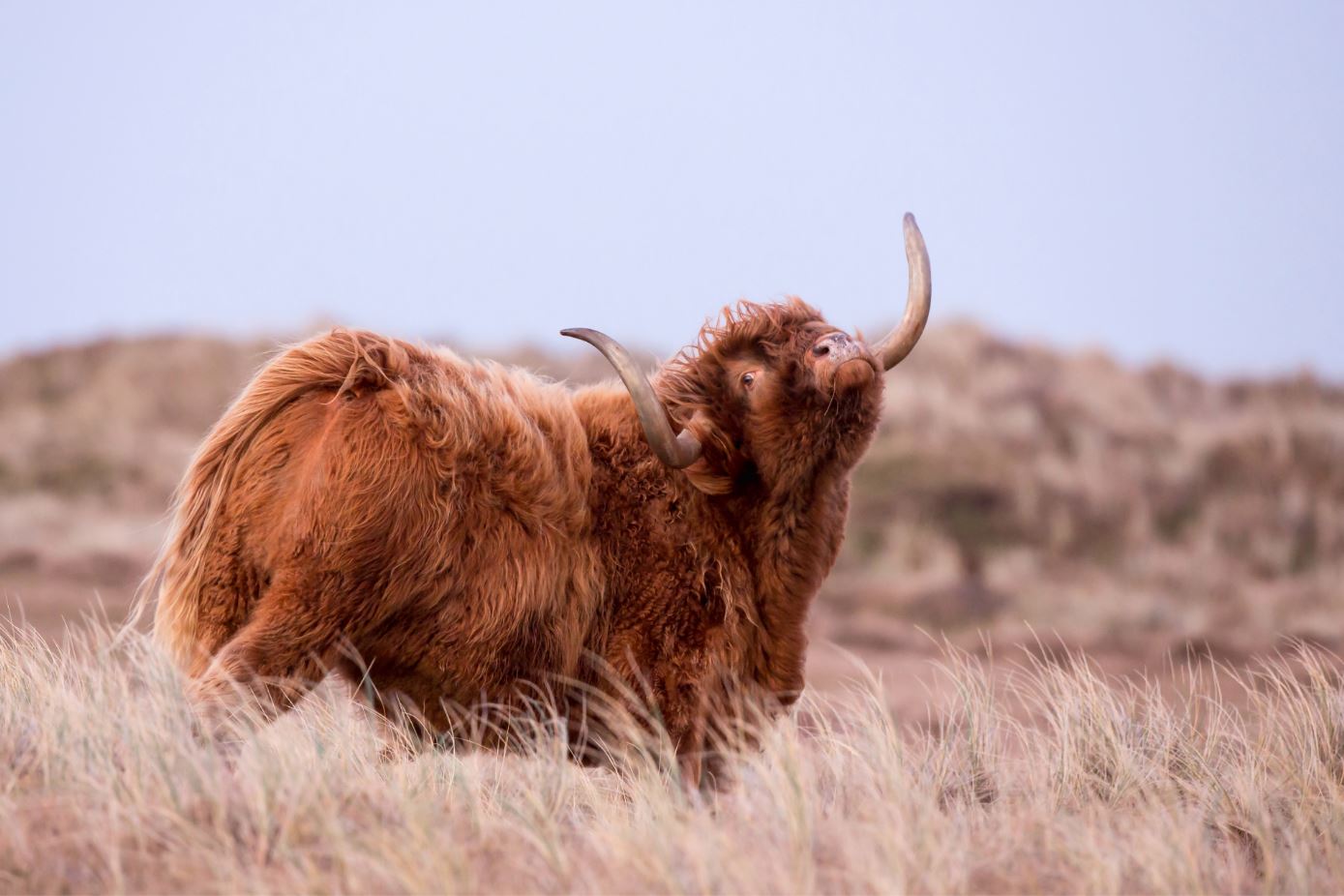 Highland Cow in Grass Field Photograph Print 100% Australian Made