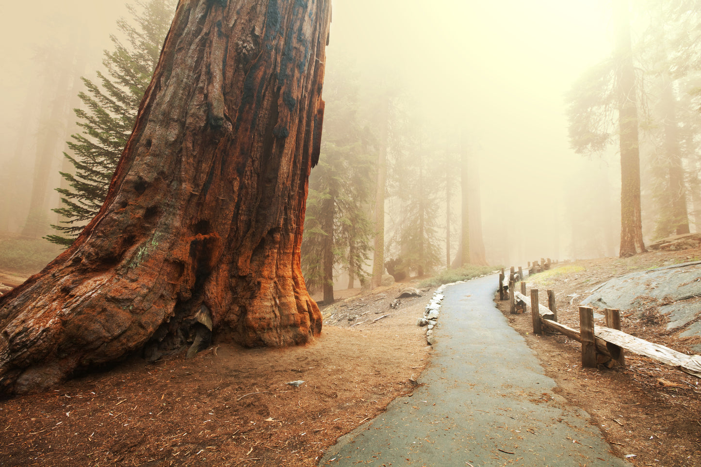 Road Near Huge Tree Photograph Print 100% Australian Made