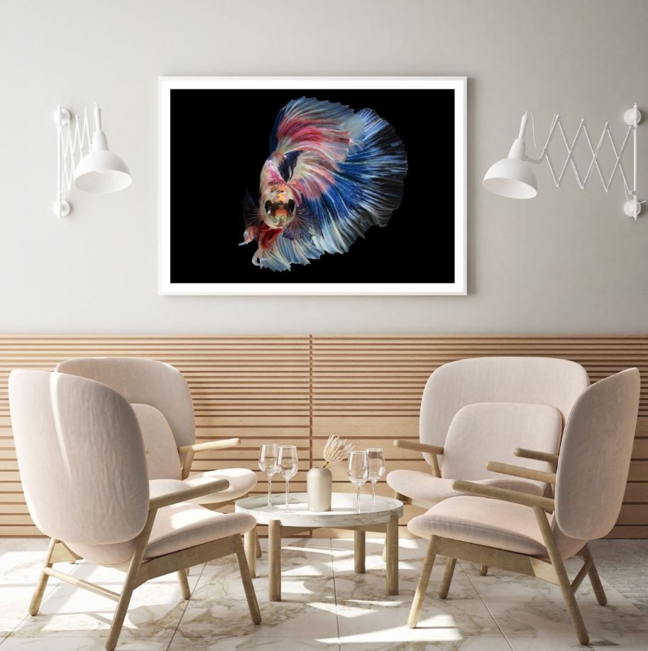 Fighter Fish Closeup Photograph Home Decor Premium Quality Poster Print Choose Your Sizes