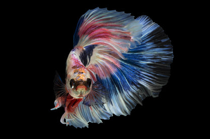 Fighter Fish Photograph Print 100% Australian Made