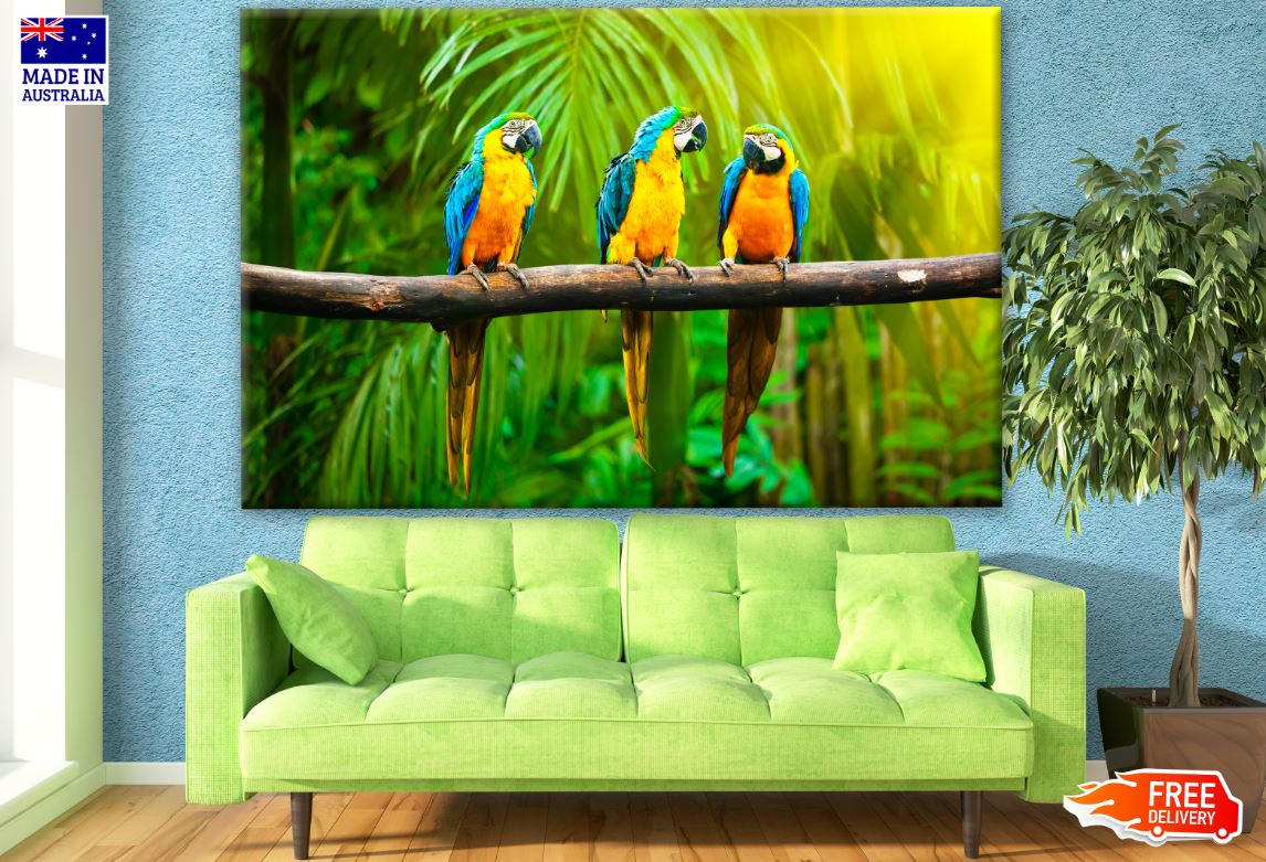 Macaw Birds on a Tree Branch Photograph Print 100% Australian Made