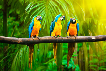 Macaw Bird on a Tree Photograph Home Decor Premium Quality Poster Print Choose Your Sizes