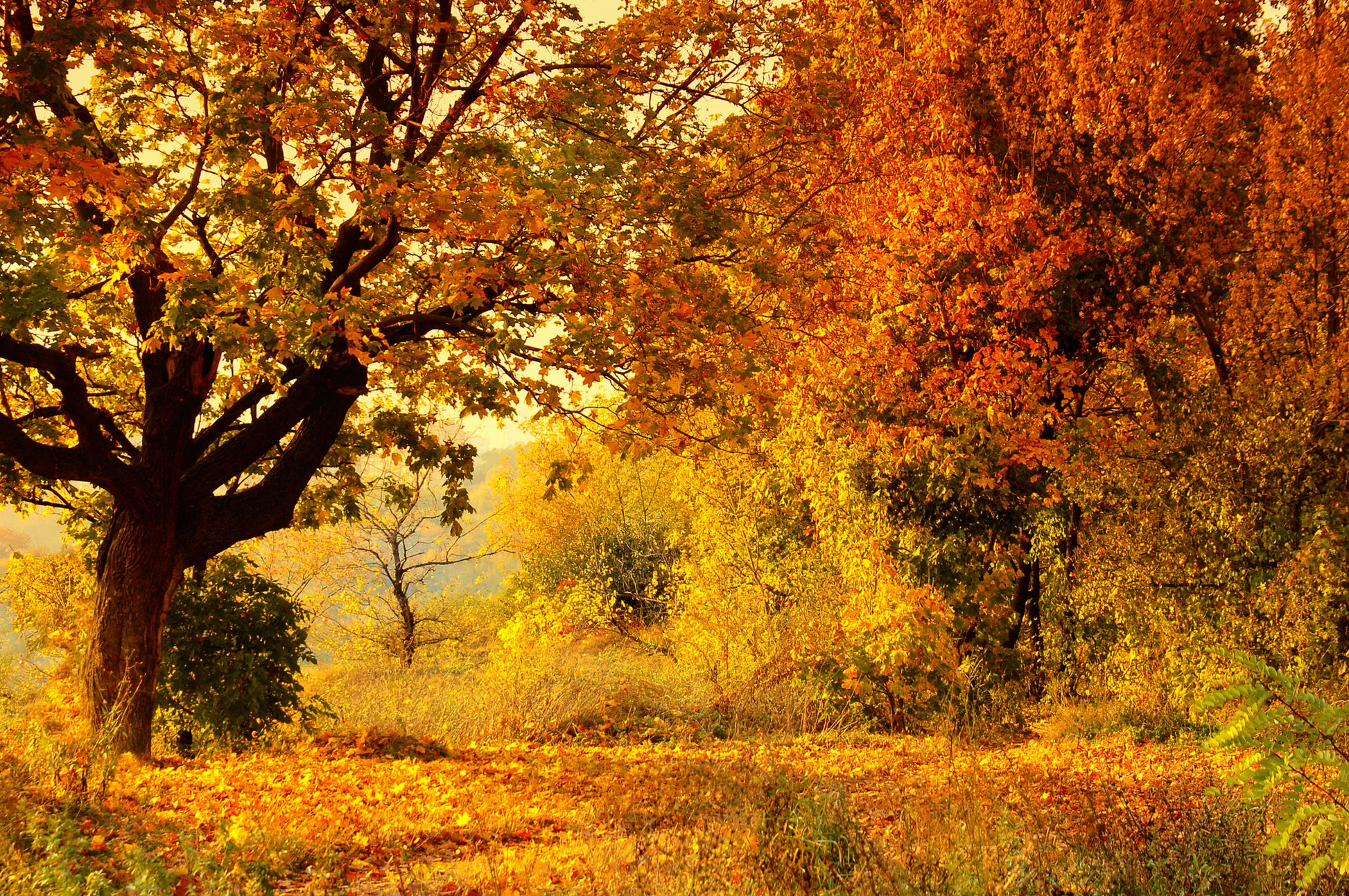 Autumn Forest Scenery Photograph Home Decor Premium Quality Poster Print Choose Your Sizes