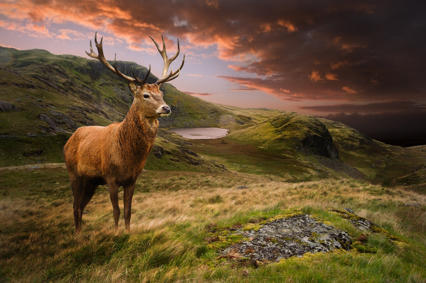 Deer in Meadow Photograph Print 100% Australian Made