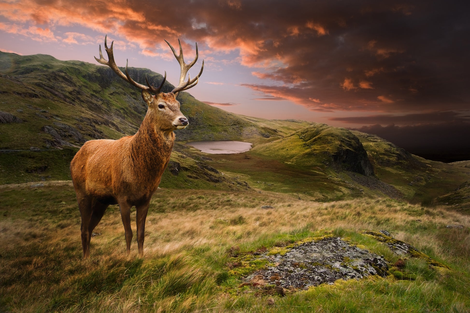 Deer in Meadow Photograph Print 100% Australian Made