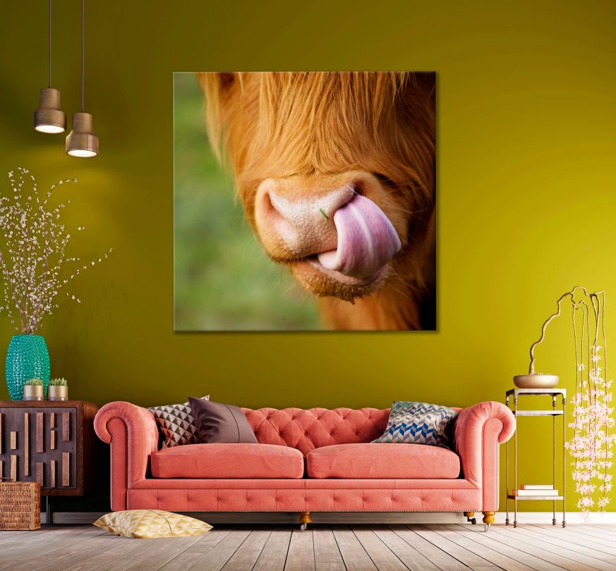 Square Canvas Highland Cow Portrait Photograph High Quality Print 100% Australian Made