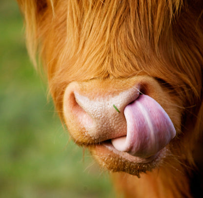 Square Canvas Highland Cow Portrait Photograph High Quality Print 100% Australian Made