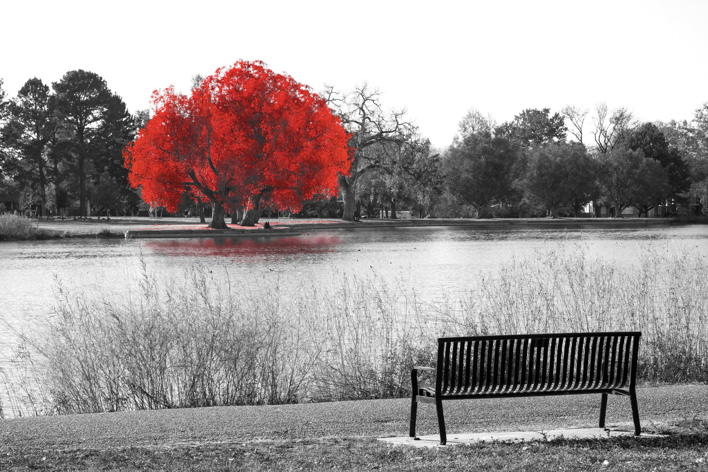 Red Leaves Tree B&W Photograph Print 100% Australian Made