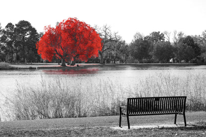 Red Leaves Tree B&W Photograph Print 100% Australian Made
