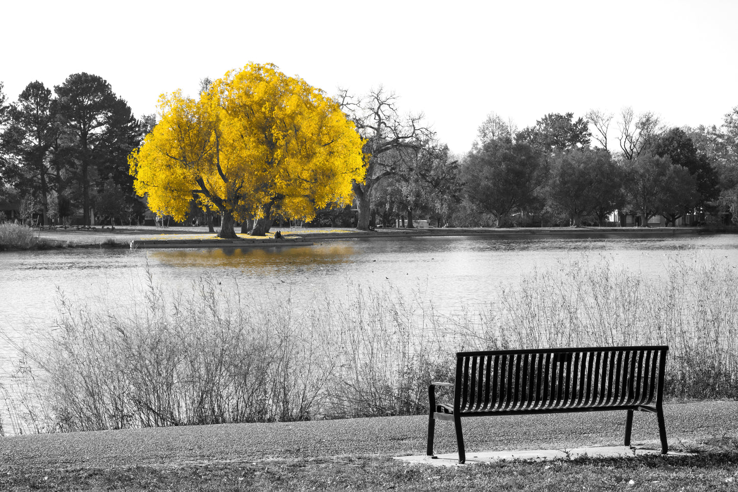 Yellow Leaves Tree B&W Photograph Print 100% Australian Made
