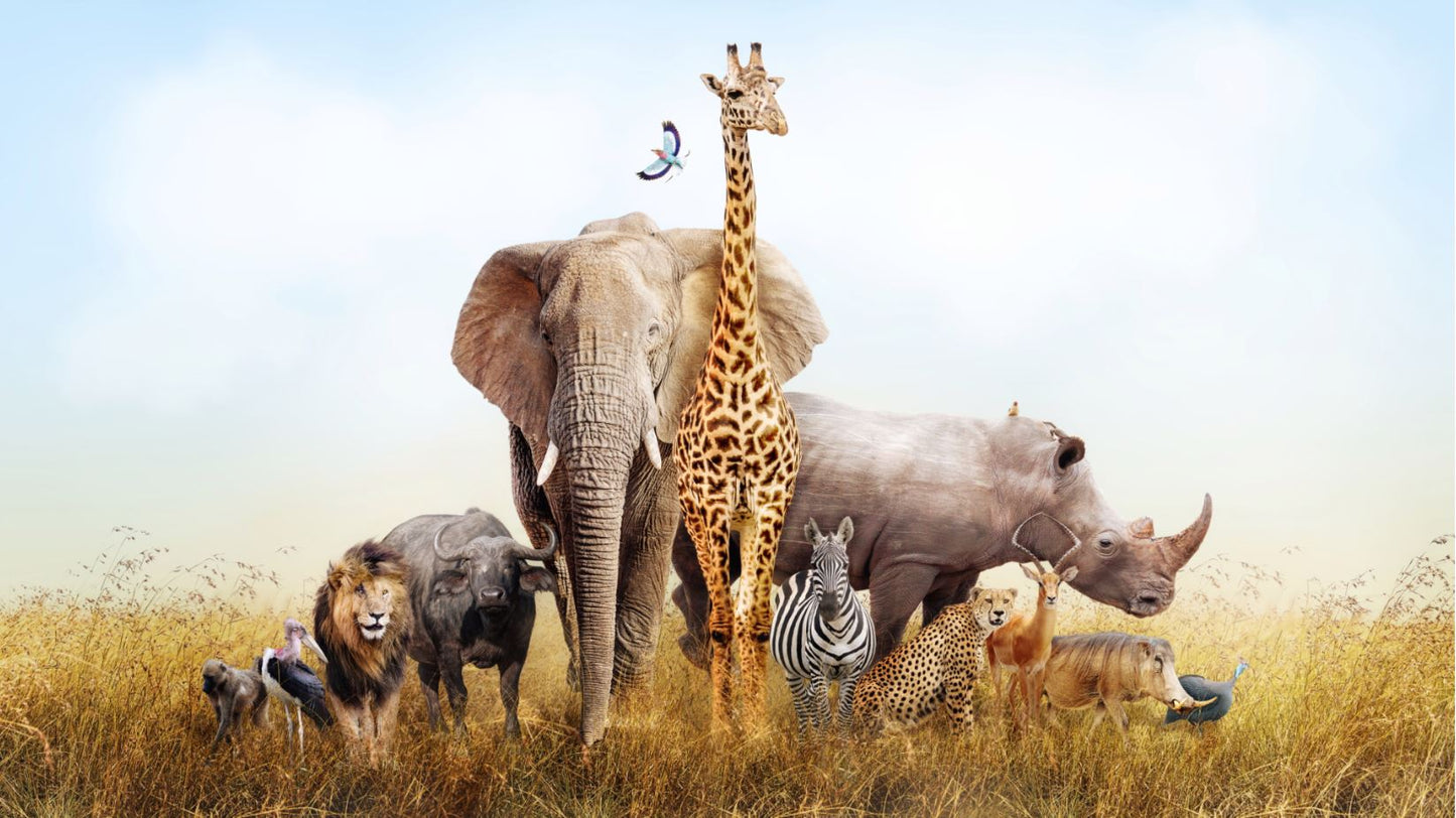 Animals Phtoograph Print 100% Australian Made