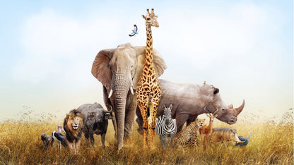 Animals Phtoograph Print 100% Australian Made