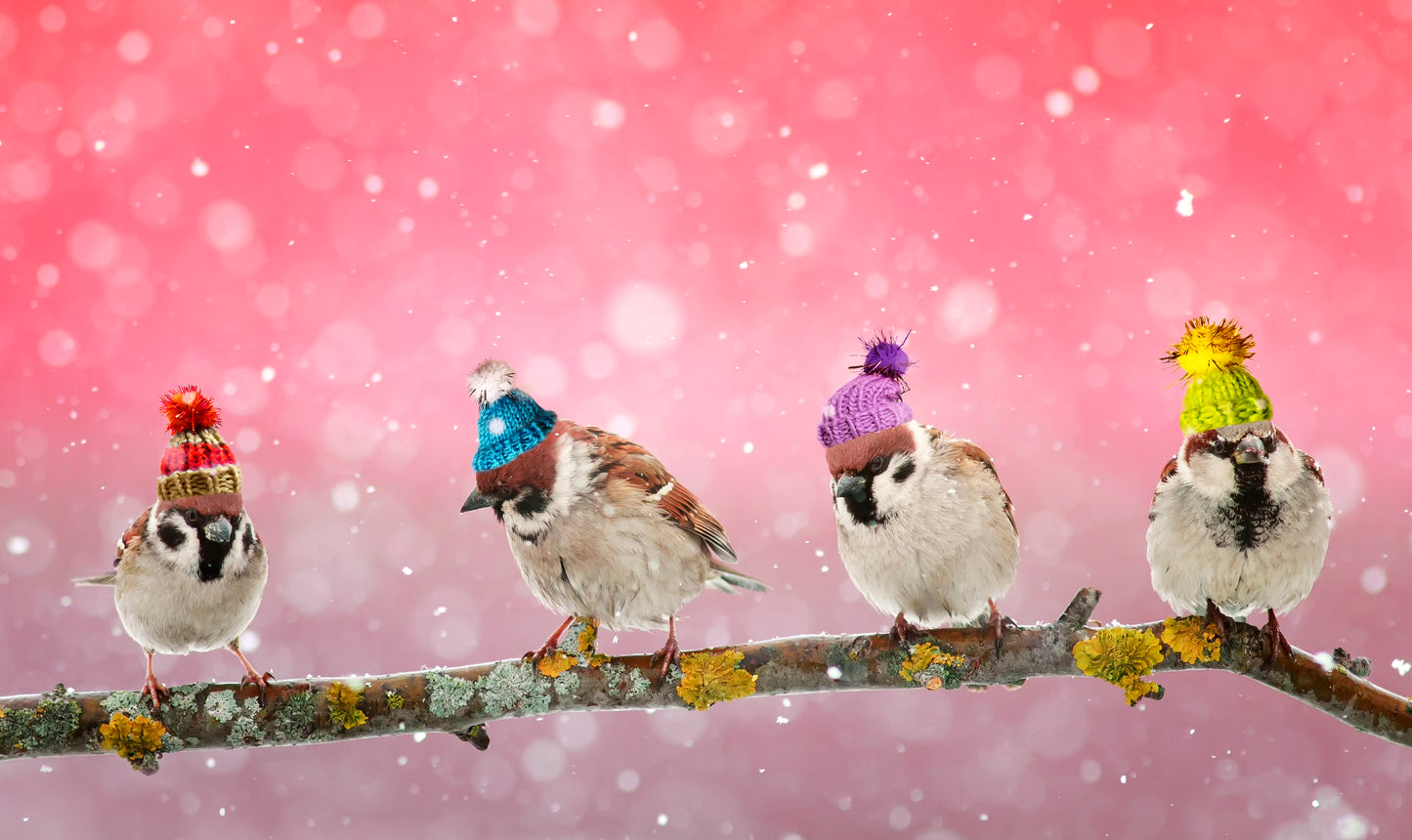 Birds with Caps Photograph Home Decor Premium Quality Poster Print Choose Your Sizes