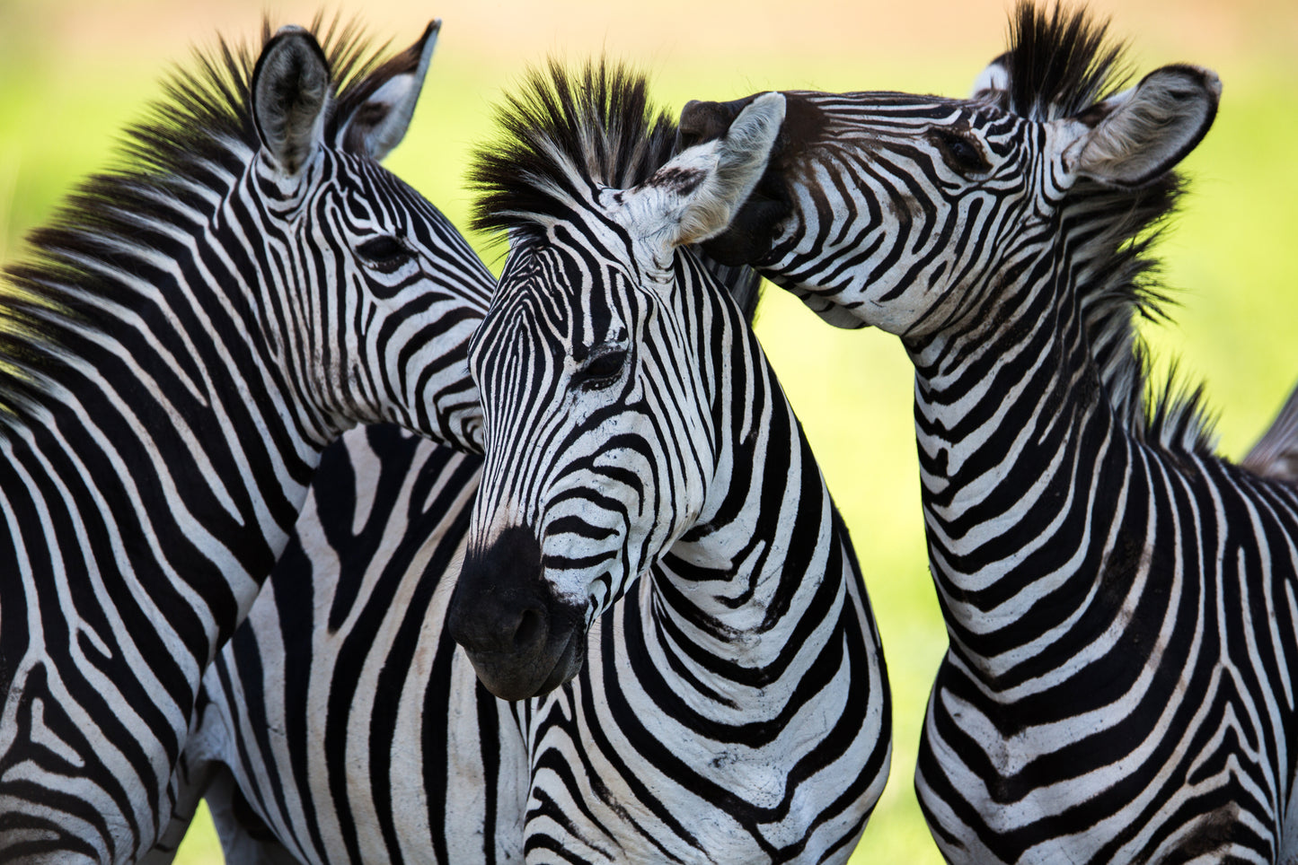 Zebras Portrait Photograph Print 100% Australian Made