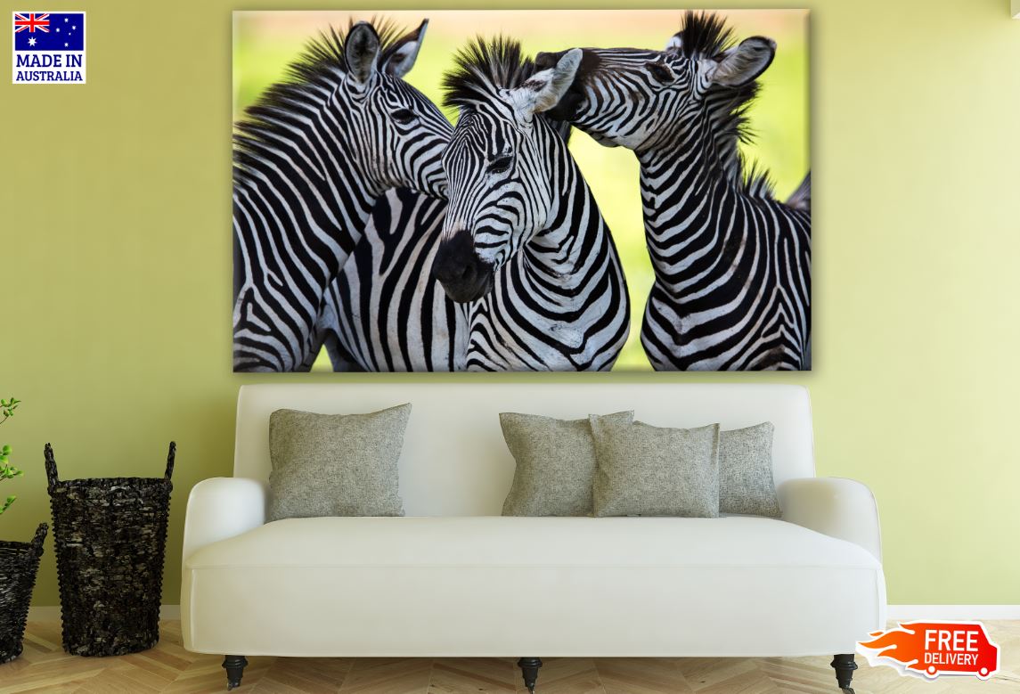 Zebras Portrait Photograph Print 100% Australian Made