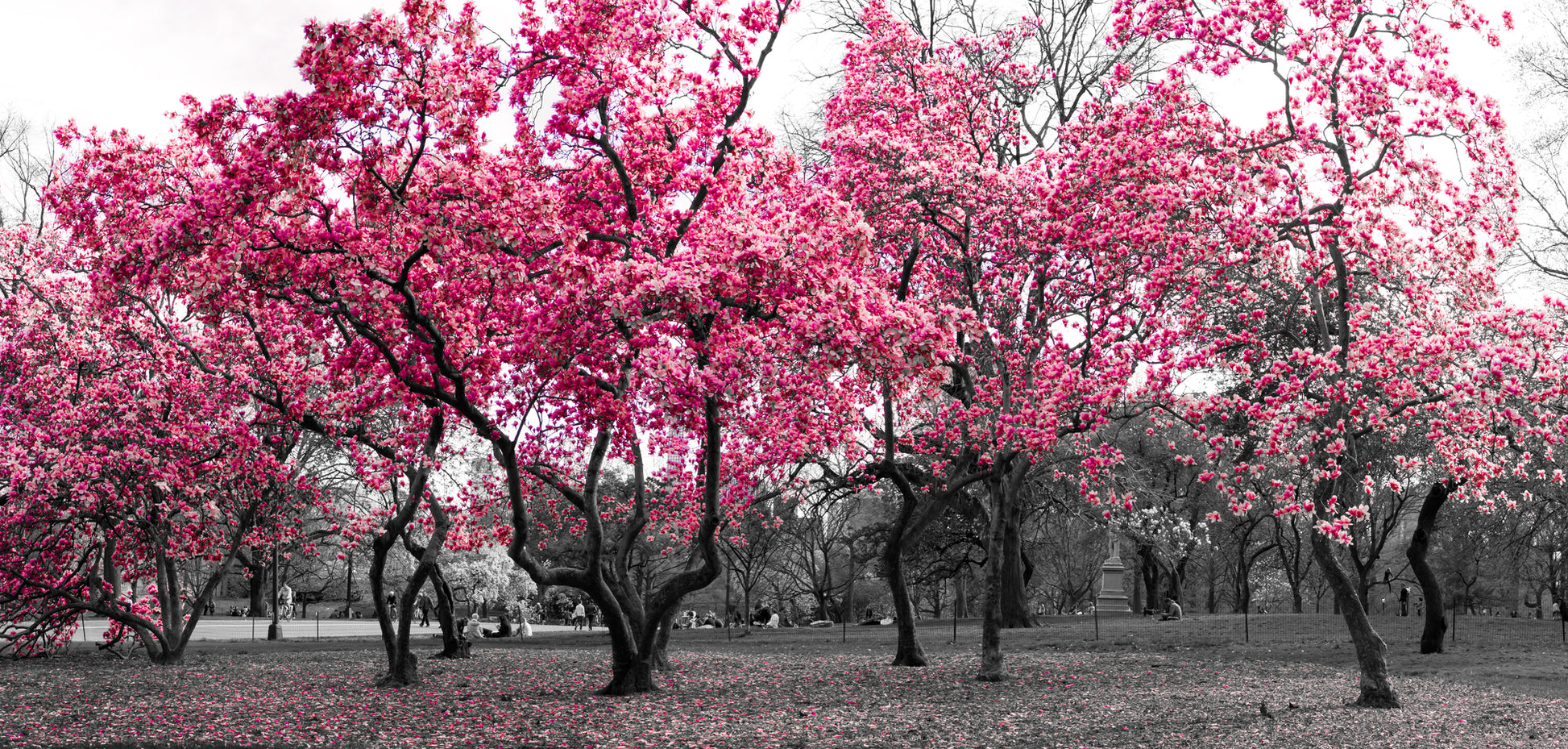 Pink Flower Tree Forest Photograph Print 100% Australian Made