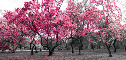 Pink Flower Tree Forest Photograph Print 100% Australian Made