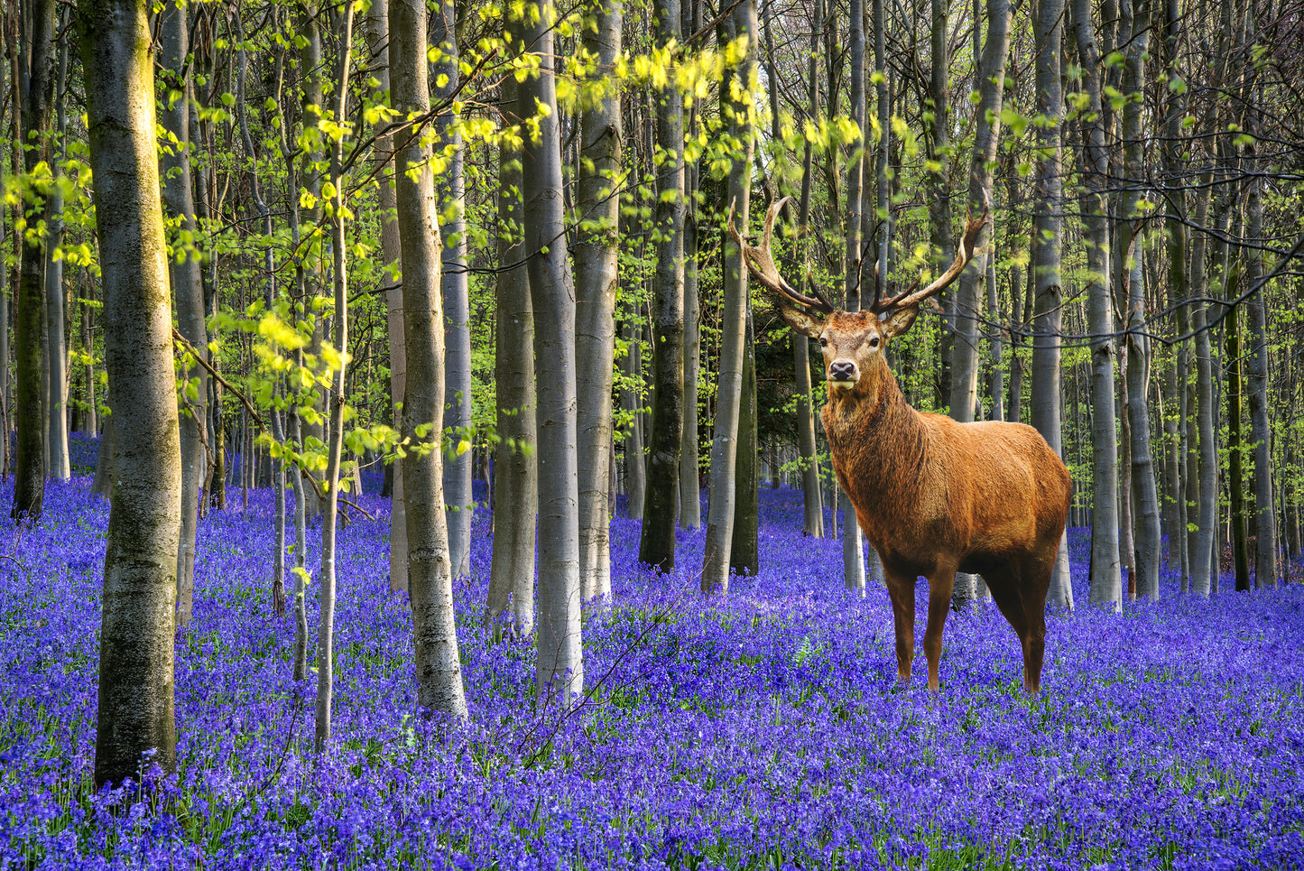 Deer in a Forest Photograph Print 100% Australian Made
