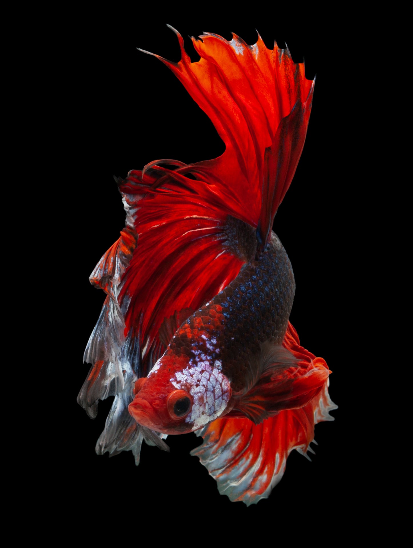 Fighter Fish Closeup Photograph Home Decor Premium Quality Poster Print Choose Your Sizes