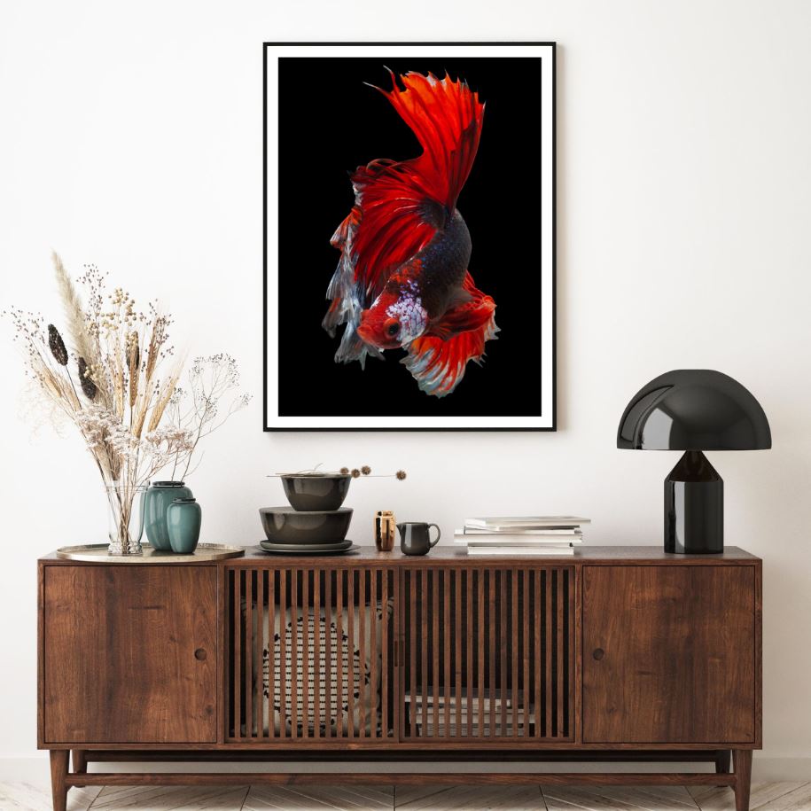 Fighter Fish Closeup Photograph Home Decor Premium Quality Poster Print Choose Your Sizes