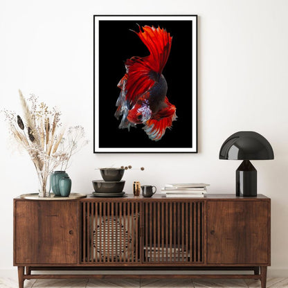 Fighter Fish Closeup Photograph Home Decor Premium Quality Poster Print Choose Your Sizes