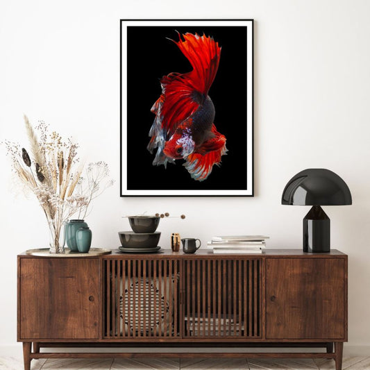 Fighter Fish Closeup Photograph Home Decor Premium Quality Poster Print Choose Your Sizes