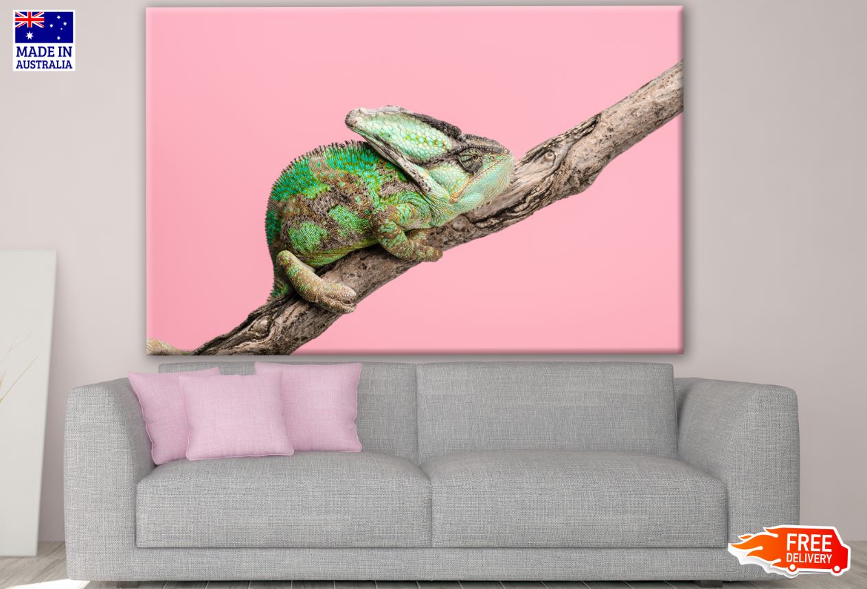 Green Chameleon Sitting on Tree Branch Photograph Print 100% Australian Made