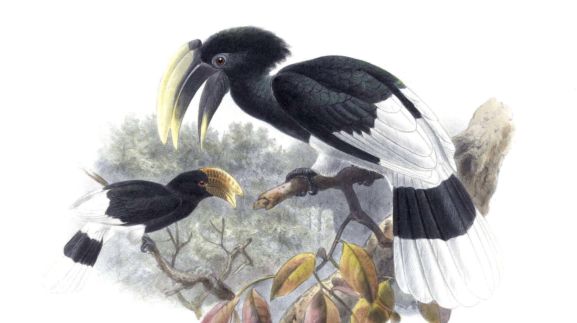 White-Thighed Hornbill Birds Watercolor Painting Print 100% Australian Made