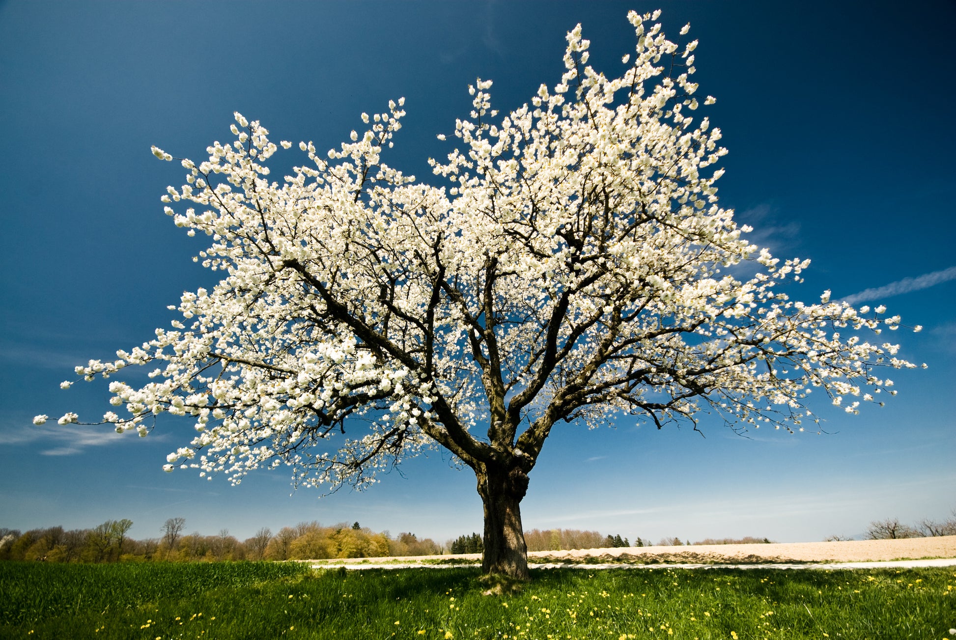 White Tree on Meadow Phtoograph Home Decor Premium Quality Poster Print Choose Your Sizes