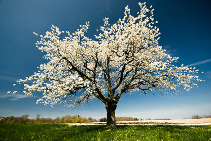 White Tree on Meadow Phtoograph Home Decor Premium Quality Poster Print Choose Your Sizes