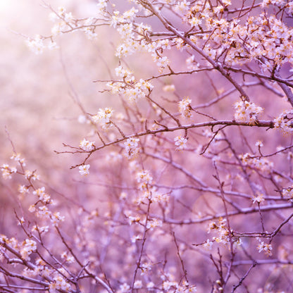 Square Canvas Stunning Blossom Flower Tree Photograph High Quality Print 100% Australian Made