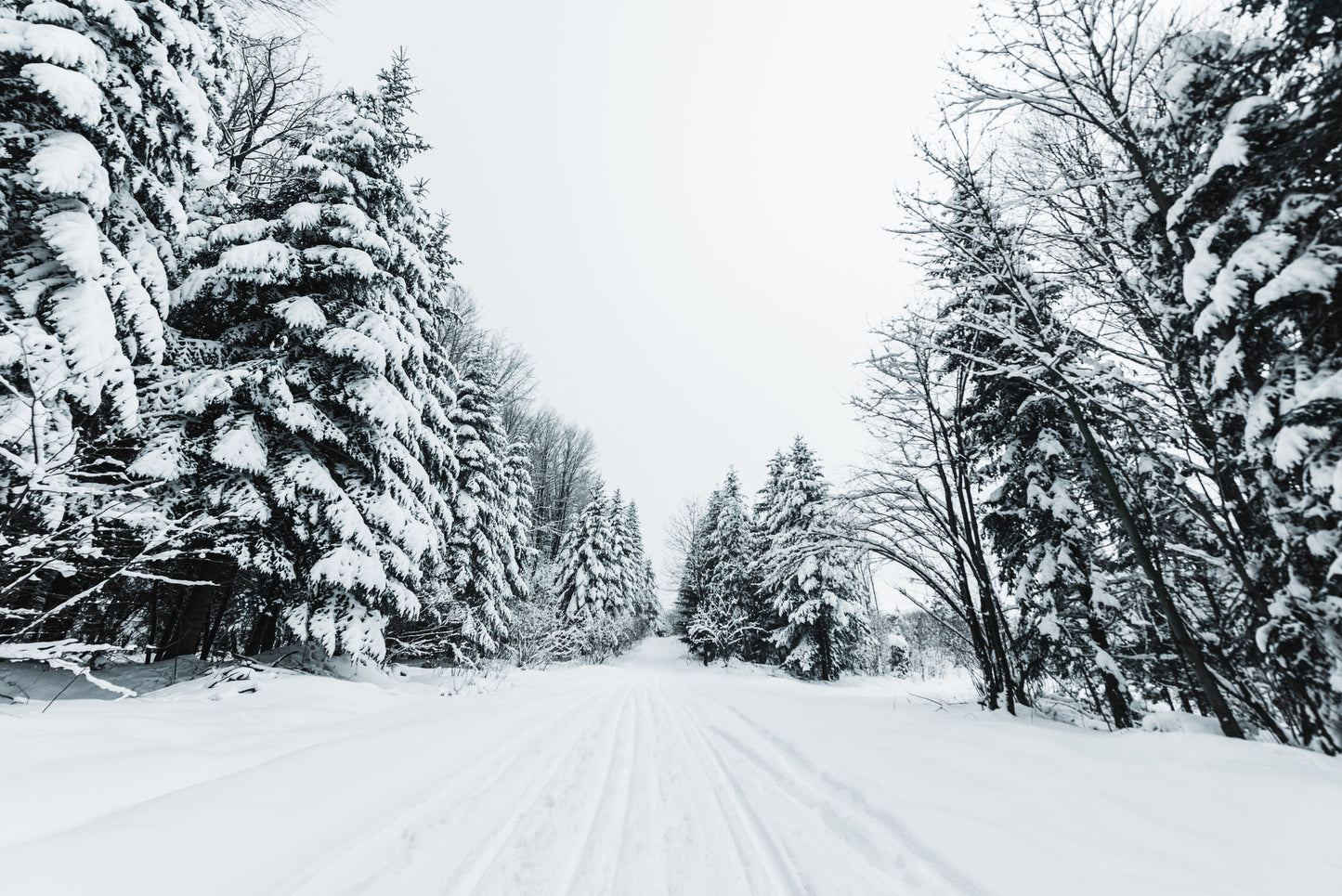 Snowy Forest Photograph Print 100% Australian Made