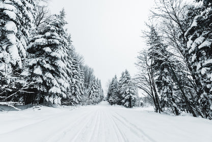 Snowy Forest Photograph Print 100% Australian Made