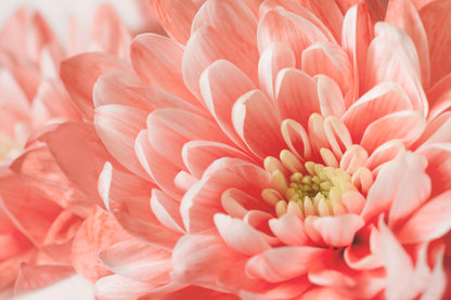 Flower Macro Photograph Home Decor Premium Quality Poster Print Choose Your Sizes