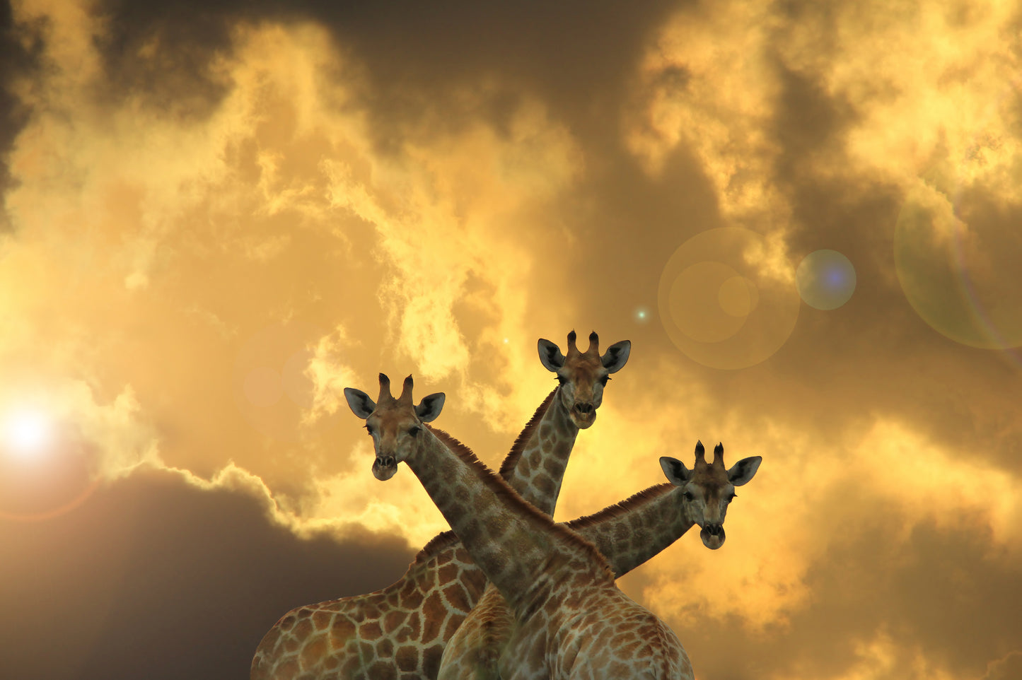 Giraffes at Sunset Photograph Print 100% Australian Made