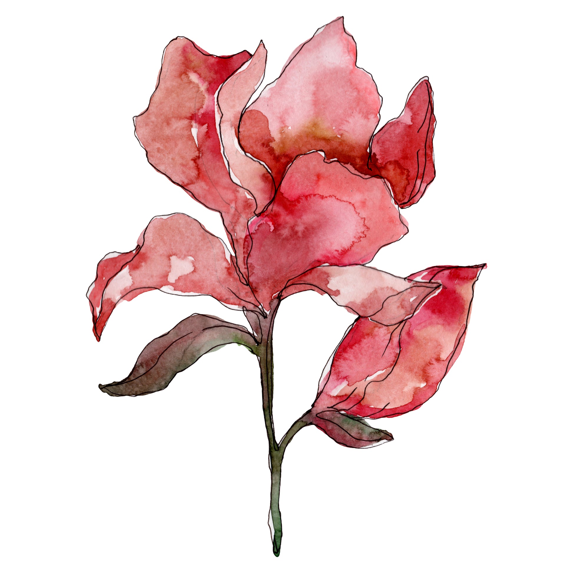 Square Canvas Red Flower Watercolor Painting High Quality Print 100% Australian Made