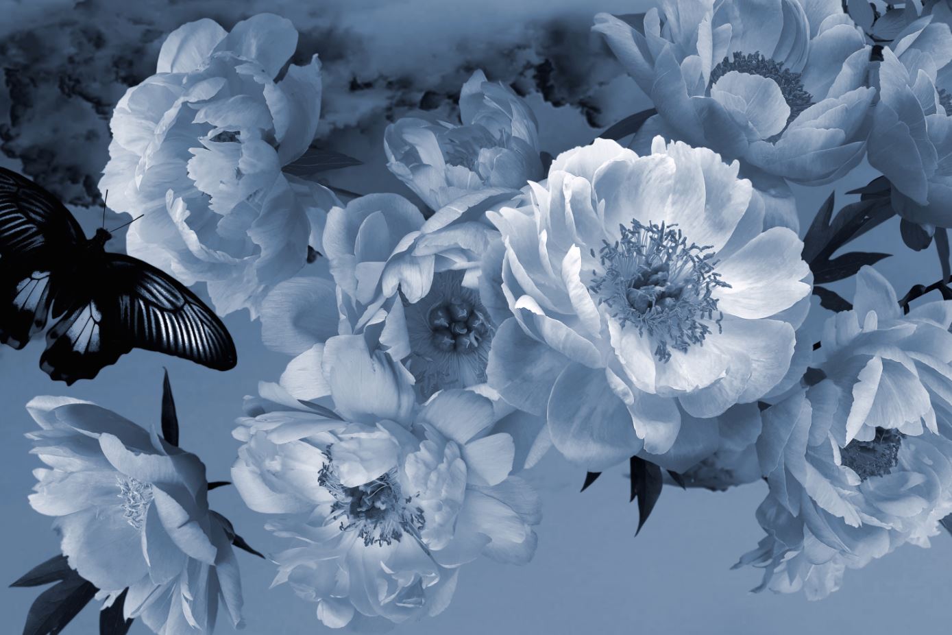 Blue Flowers Closeup Photograph Home Decor Premium Quality Poster Print Choose Your Sizes