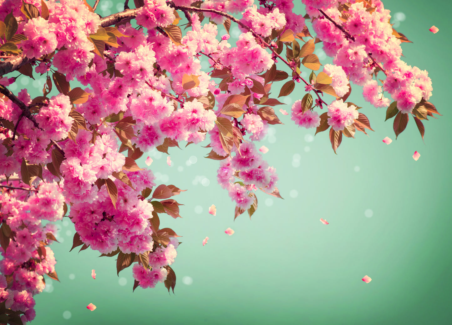 Pink Flower Tree Branch Photograph Print 100% Australian Made