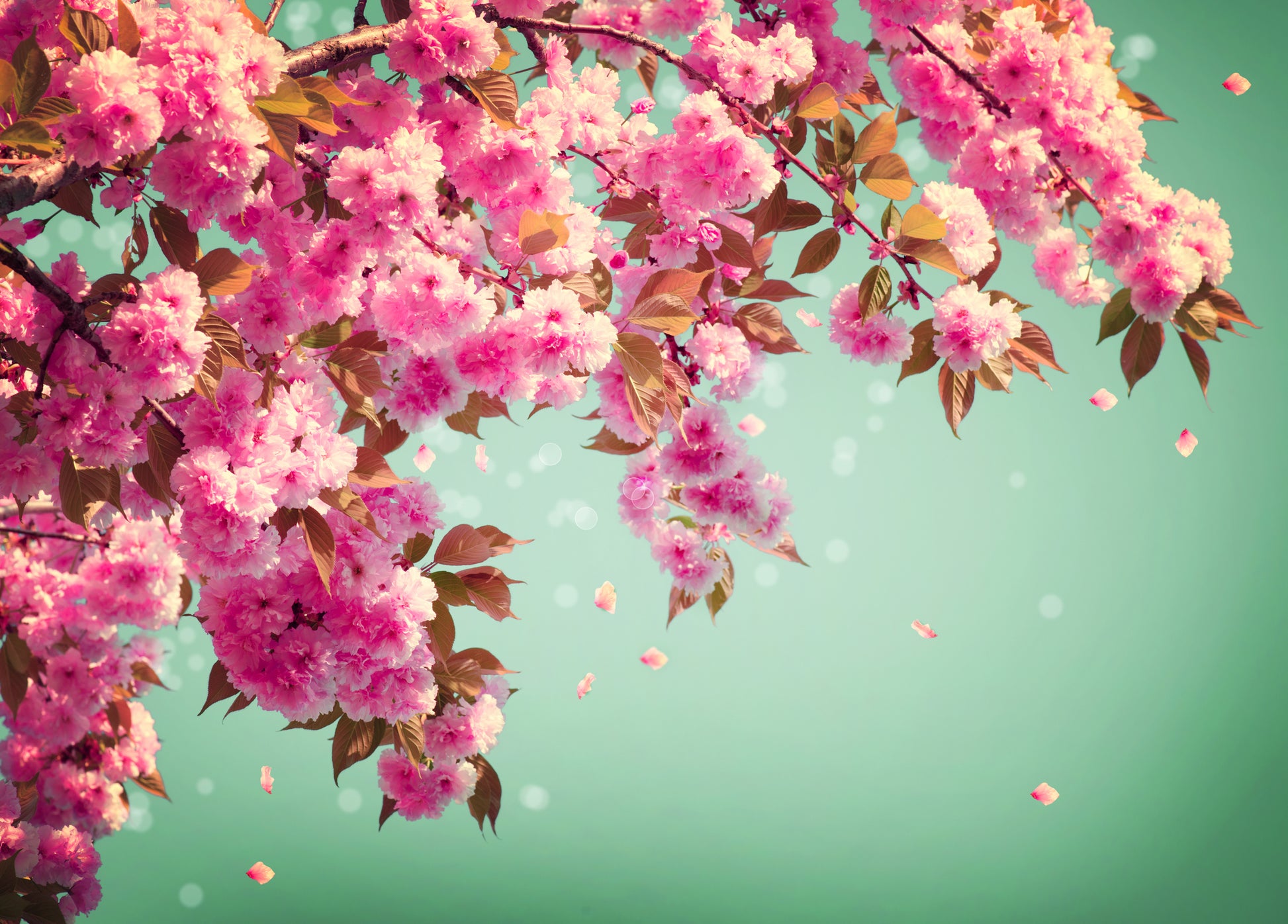 Blossom Flowers Tree Photograph Home Decor Premium Quality Poster Print Choose Your Sizes