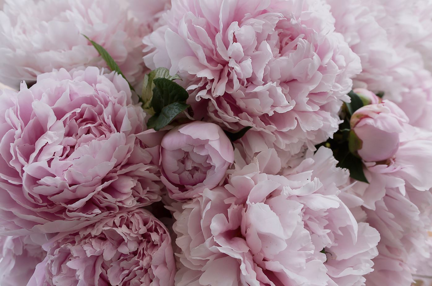 Pink Flowers Closeup Photograph Home Decor Premium Quality Poster Print Choose Your Sizes