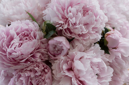 Pink Flowers Closeup Photograph Home Decor Premium Quality Poster Print Choose Your Sizes