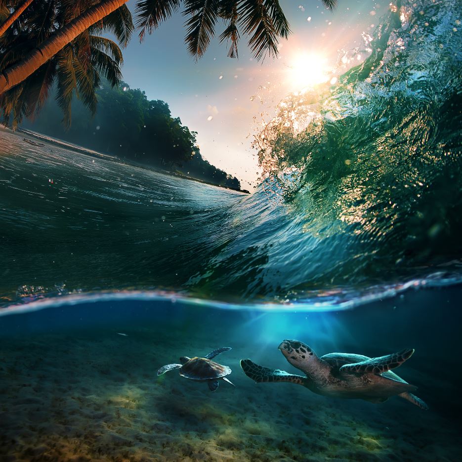 Square Canvas Turtles in Sea Photograph High Quality Print 100% Australian Made