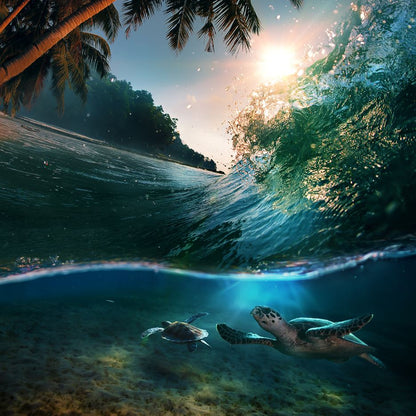 Square Canvas Turtles in Sea Photograph High Quality Print 100% Australian Made