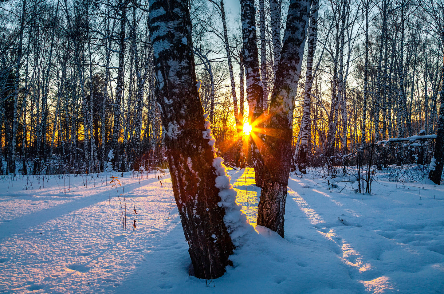 Sun View Through Snow Forest Photograph Print 100% Australian Made
